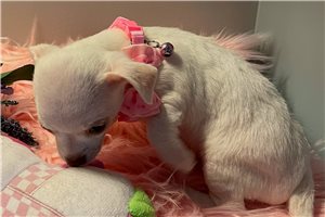 Mallory - Chihuahua for sale