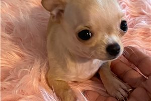 Gianna - puppy for sale