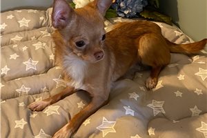 Gabriel - Chihuahua for sale