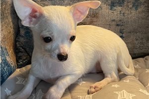 Mario - Chihuahua for sale