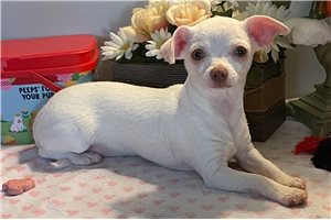 Mallory - Chihuahua for sale