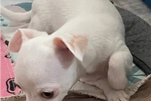 Mallory - Chihuahua for sale