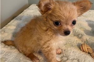 Grayson - puppy for sale