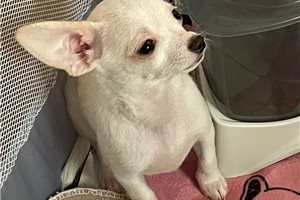 Mario - Chihuahua for sale