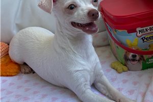Mallory - Chihuahua for sale