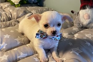 Mario - puppy for sale