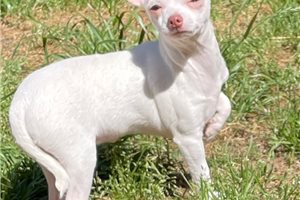 Mallory - Chihuahua for sale