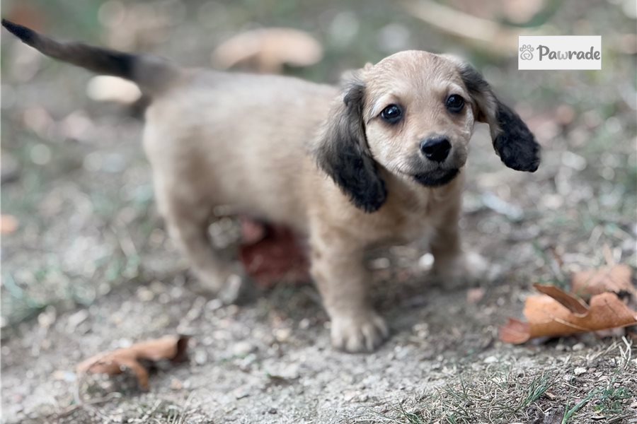 Lincoln, male Mini Dachshund puppy for sale