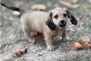 Lincoln - Mini Dachshund for sale