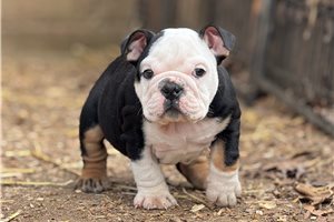 Frankie - English Bulldog for sale