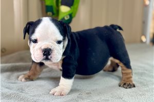Ferdinand - English Bulldog for sale