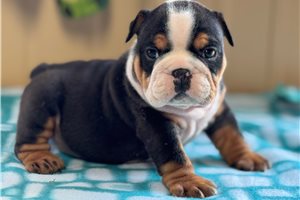 Fester - puppy for sale