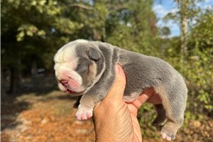 Leona - English Bulldog for sale