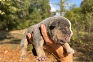 Linus - English Bulldog for sale