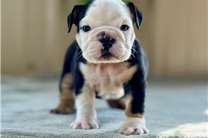 Frankie - English Bulldog for sale