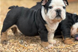 Ferdinand - English Bulldog for sale