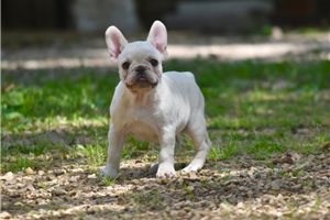 Erin - French Bulldog for sale