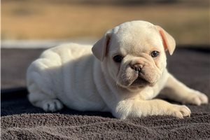 Erin - French Bulldog for sale