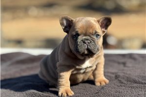 Emily - French Bulldog for sale