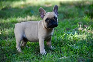 Kairo - French Bulldog for sale