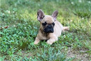 Kayson - French Bulldog for sale