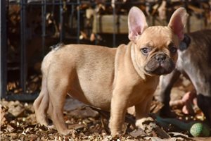 Dahlia - puppy for sale