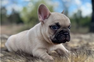 Kenneth - puppy for sale