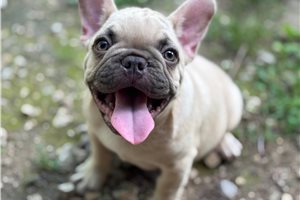 Kenneth - French Bulldog for sale