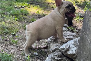 Kenneth - French Bulldog for sale