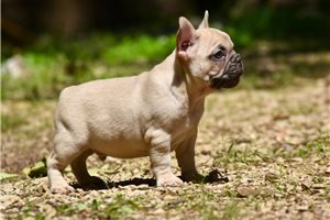 Kenneth - French Bulldog for sale