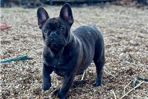 Dottie - French Bulldog for sale