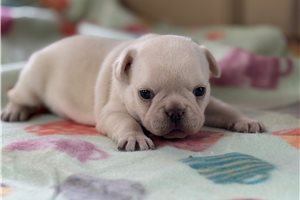 Erin - French Bulldog for sale
