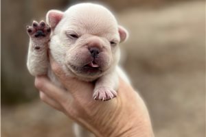 Erin - puppy for sale