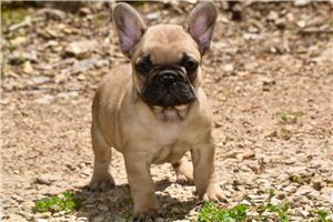 Kayson - French Bulldog for sale