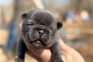 Essie - French Bulldog for sale