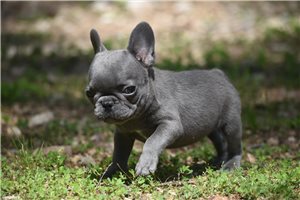Essie - French Bulldog for sale