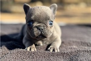 Essie - French Bulldog for sale