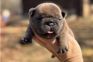 Emily - puppy for sale