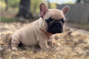 Kairo - puppy for sale