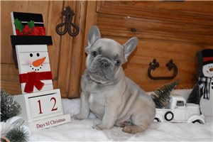 Drew - puppy for sale