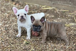 Emily - French Bulldog for sale