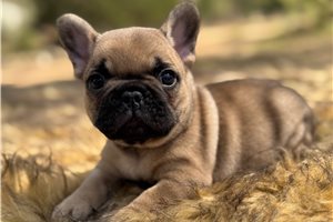 Kayson - French Bulldog for sale
