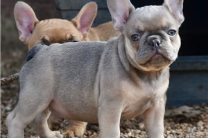 Dudley - French Bulldog for sale