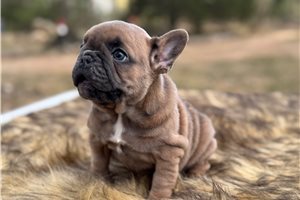 Emily - French Bulldog for sale