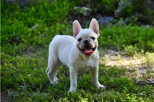 Erin - French Bulldog for sale