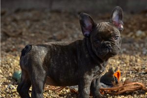 Dottie - French Bulldog for sale
