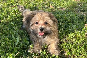 Griffin - Havanese for sale
