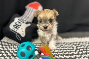 George - Havanese for sale