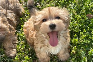 Graham - Havanese for sale