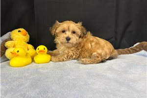 Graham - Havanese for sale